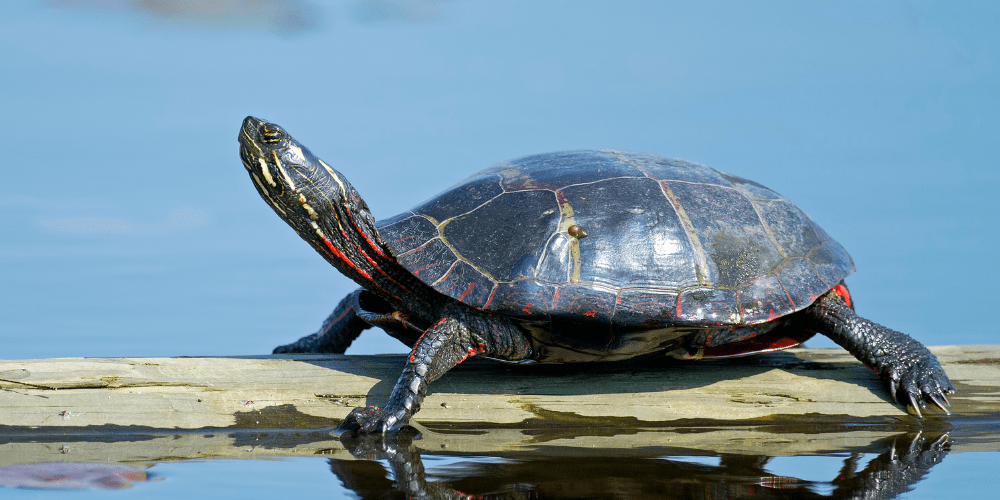 Stump the Librarian: Turtle-Flour! | Kent District Library